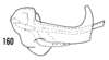 Aedeagus, lateral view: !! display not done !! on Haplaxius laevis Fowler, 1904: (Observation).