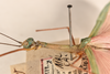 CollectionObject 1559688; 5234bfee-7bdd-45f1-9f4c-158ea6699db1: copyright OUMNH. male: head & thorax, lateral view of synonym Necroscia marmessus (lectotype). (CollectionObject).