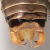 CollectionObject 1527091; 2218c354-e7d4-4807-b47d-ffe5603497f5: male cerci (holotype). (CollectionObject).