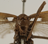 CollectionObject 1529742; a22641c3-3f9a-42f4-a003-9a1002a6bccd: female face (syntype). (CollectionObject).