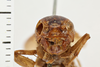 Gryllus (Gryllus) capitatus Saussure, 1874: Head, lower frontal view. Syntype. Male. Chile. a74008e6-dae5-40a0-88c2-d7b3016acd8f. (Otu).