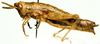 Afrotettix fursti Brown, 1970: female, lateral view. (Otu).