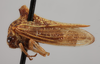 Habitus, lateral view on Alchisme costaricensis Goding, 1929 now Alchisme apicalis (Walker, 1851): (Observation).