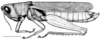 Aleuas uruguayensis Carbonell, 2008: Fig. 14. male habitus (Uruguay, Dept. Rivera, Lunarejo, length 44.7 mm, scale line 5 mm). (Otu).