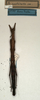 CollectionObject 1559506; NMW 560, 225e756c-ecb6-49b7-b6f7-04259925a4b0: copyright NMW, Vienna. female of Prisomera rusticum (holotype). (CollectionObject).
