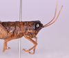 CollectionObject 1585710; 395bcc8d-7c45-4fcf-b524-e4b94aa198cd: female, head and pronotum in lateral view (paratype). (CollectionObject).