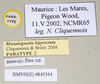 CollectionObject 1559898; a25aa4aa-df00-4d2f-b272-359342b3b395: copyright Natural History Museum, London. female, data labels (paratype). (CollectionObject).