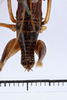 CollectionObject 1505606; bc463918-dc15-47fd-a268-c3531eb2c5bc: male, dorsal view (holotype). (CollectionObject).