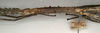 CollectionObject 1558186; 51b445f4-fa4e-4f54-b1c5-cd9efe4d77ed, NMW 867: copyright NMW, Vienna. female, head and thorax, lateral view of synonym Acrophylla oxyacantha (lectotype). (CollectionObject).
