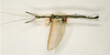 CollectionObject 1562074; fea7eec0-02b8-432a-9e89-75785e349a3c: copyright NHRS, Stockholm. male (holotype). (CollectionObject).