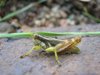 Ronderosia malloi (Liebermann, 1966): male. (Otu).