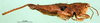 CollectionObject 1501237; 60324135-e2a9-4c19-8bd7-b82a9368037b: male, lateral view (syntype). (CollectionObject).