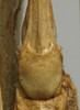CollectionObject 1535130; 9ee3ed8b-2a5a-487e-8c6d-944c529e648b: female subgenital plate (holotype). (CollectionObject).