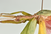 CollectionObject 1562805; 99696c7c-edd5-4da3-b08c-329470ef5285: copyright QMBA. female: head & thorax, lateral view (holotype). (CollectionObject).