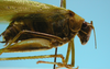 CollectionObject 1542795; 430ff9a0-43af-4df9-b3ad-94d4b02f93a5: male, pronotum and head lateral view (holotype of Zenirella acreana). (CollectionObject).