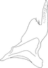 Stylus: !! display not done !! on Maiestas illustris Distant, 1917: Stylus. (Observation).