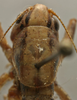 CollectionObject 1535928; 1205e08e-abef-49a9-8d55-ac2e2edad6cd: female pronotum, dorsal view (allotype). (CollectionObject).