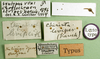 CollectionObject 1501333; 1a5bf21b-62c1-4f1b-bb08-083d559dc533: labels (syntype). (CollectionObject).