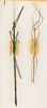 CollectionObject 1559270; 90610052-09c2-4158-97ee-f53644ce7cea: copyright ANSP. male and female of synonym Diardia vicinissima (syntypes). (CollectionObject).