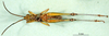 CollectionObject 1501389; 64ea2af2-351a-44fc-95d1-f0173f7cf2fa, DORSA BA000290S01: male, ventral view (holotype). (CollectionObject).