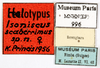 CollectionObject 1587368; MNHN(SF IMPORT DUPLICATE) MNHN-EP-EP996, 9a8b3f6d-bb9e-4aef-9345-18955599d6e7: CC BY-NC-ND 4.0/MNHN - Depraetere Marion - 2014. Holotype, female, of scaberrimus Princis, 1963. Specimen number: MNHN-EP-EP996. http://coldb.mnhn.fr/catalognumber/mnhn/ep/ep996. (CollectionObject).