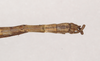 CollectionObject 1557944; NHMUK(SF IMPORT DUPLICATE) 844868, ee457233-8ef0-4557-8957-a691c91a0b8d: copyright Natural History Museum, London. male: end of abdomen, dorsal view (holotype). (CollectionObject).