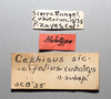 Other: !! display not done !! on Cephisus cubanus Metcalf & Bruner, 1944: (Observation).