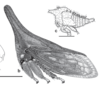 Habitus, lateral view on Enchenopa sericea Walker, 1851: (Observation).