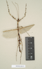 CollectionObject 1961436; NHMUK(SF IMPORT DUPLICATE) 844571, dd55e6f8-0782-47b6-a22b-3baca228529f: copyright Natural History Museum, London, photo by Paul Brock. male of synonym Pericentrus multilobatus (lectotype). (CollectionObject).