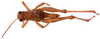 CollectionObject 2631857; CNMS 12, CNMS 12, 91805781-31bd-4327-ac18-3573ae6164e2: dorsal view. male (paratype). (CollectionObject).