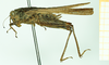 CollectionObject 1585754; NMW 201, 9e49f8d5-faf0-473c-bf5b-f11328698b4d: female, lateral view (syntype). (CollectionObject).