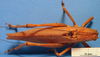 CollectionObject 1538356; f60f7c76-69ac-45a3-a969-9883c60bc254: male, dorsal view. (CollectionObject).