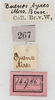 CollectionObject 1475916; NMW 14986, f7a6eafb-9a2b-49e2-a6d4-53969babec58: labels (holotype of Theudoria nigrolineata). (CollectionObject).