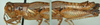 Melanoplus artemisiae Scudder, 1897: (Otu).