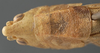 CollectionObject 1505701; a91890f7-3077-4e69-b78a-29794acc7b91: female pronotum dorsal (syntype). (CollectionObject).