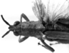 CollectionObject 1524861; 07750dcb-4b78-4a54-8f42-e7d755288f0e: Image Carbonell, C.S. female head and pronotum, dorsal view (holotype). (CollectionObject).