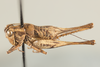 CollectionObject 1499304; f2ba2887-10d6-4082-a4be-71966691391c: Male, dorsolateral view (holotype). (CollectionObject).
