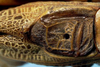CollectionObject 1533244; 7ca40aaf-ff10-4616-a7d7-04c44a582338: male stridulatory apparatus (holotype). (CollectionObject).