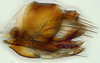 Pygofer, lateral view: (Observation).