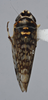 Habitus, dorsal view: !! display not done !! on Scaphytopius n. sp. PE1: Scaphytopius Ball, 1931: (Observation).