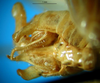 CollectionObject 1500350; e8133092-30f0-4cef-80b1-d725e992769c: male abdominal apex (holotype). (CollectionObject).