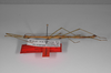 CollectionObject 1562888; 4df118e8-ac09-4368-bc8a-b182c8968340: copyright ZSMC, Munich. male, lateral view (holotype). (CollectionObject).