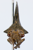 Glossonotus Butler, 1877: _Glossonotus acuminatus_. (Otu).