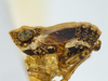 Habitus, lateral view: !! display not done !! on Protrocha orbiculata (Ball, 1935): (Observation).