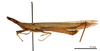 CollectionObject 1538215; c9cc2101-506e-4158-abe6-879d12152ad3: male, lateral view (holotype of Acrida bara). (CollectionObject).