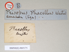 CollectionObject 1561361; 1ca8b482-43c3-4c50-8d2d-c33ee572cd53: copyright Natural History Museum, London. male, data labels [round label reversed] (holotype). (CollectionObject).