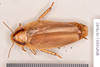 Henschoutedenia flexivitta (Walker, 1868): Lectotype, female, dorsal. BMNH(E)#878082. (Otu).