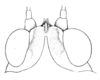 Batrachidea planus (Hancock, 1907): Pl. 11, Fig. 3 (after type). female head, dorsal view (Batrachidea inermis). (Otu).