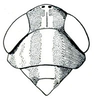 Head: Graminella aureovittata, head, pronotum, and mesonotum, dorsally. (Observation).
