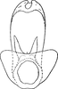 Aedeagus, ventral view on Cicadulina (Cicadulina) bipunctata (Melichar, 1904): (Observation).